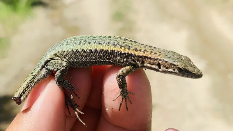 Keşfettiği kertenkele türüne vefat eden annesinin ismini verdi